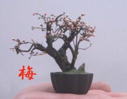 画像1: 手造りミニ盆栽 梅