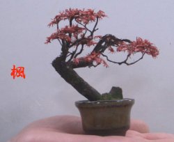 画像1: 手造りミニ盆栽 楓