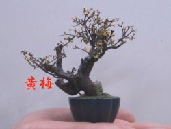 画像1: 手造りミニ盆栽 黄梅