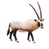 画像: Mojo 野生動物 おおカモシカ Arabian Oryx 