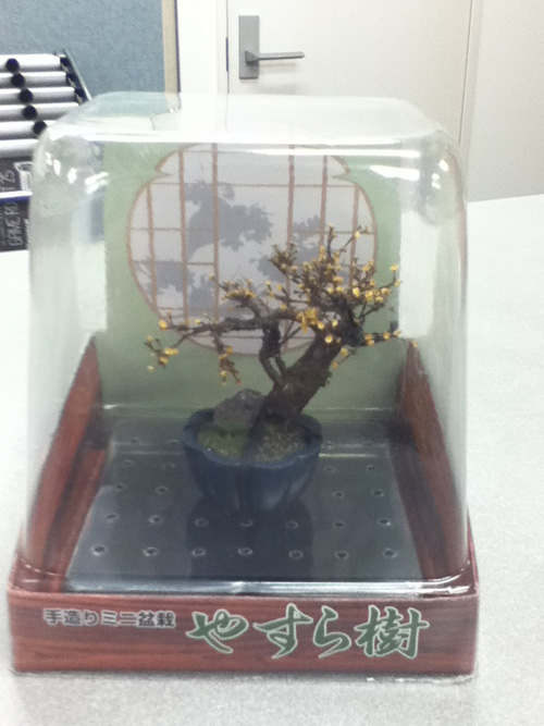 画像: 手造りミニ盆栽 黄梅